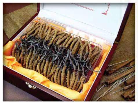 邕宁冬虫夏草回收